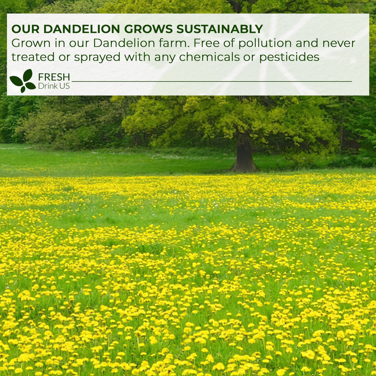 Dandelion Root Tea Bags, 100% Natural & Pure from Dandelion Root, Eco-Conscious Tea Bags, Dandelion Root Herbal Tea. Dandelion Root Tea. No Sugar, No Caffeine, No Gluten, Vegan.