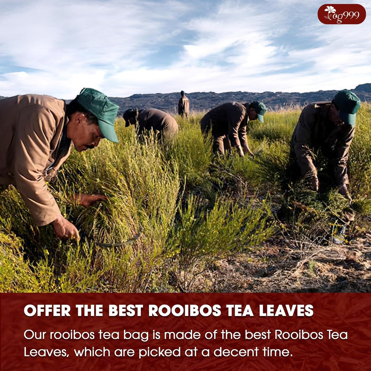 Premium Red Rooibos Tea Bags, 100% Natural & Pure from Rooibos Tea Leaves. Loose Leaf Rooibos Herbal Tea. Made with Natural Material Tea Bags. No Sugar, No Caffeine, No Gluten, Vegan.