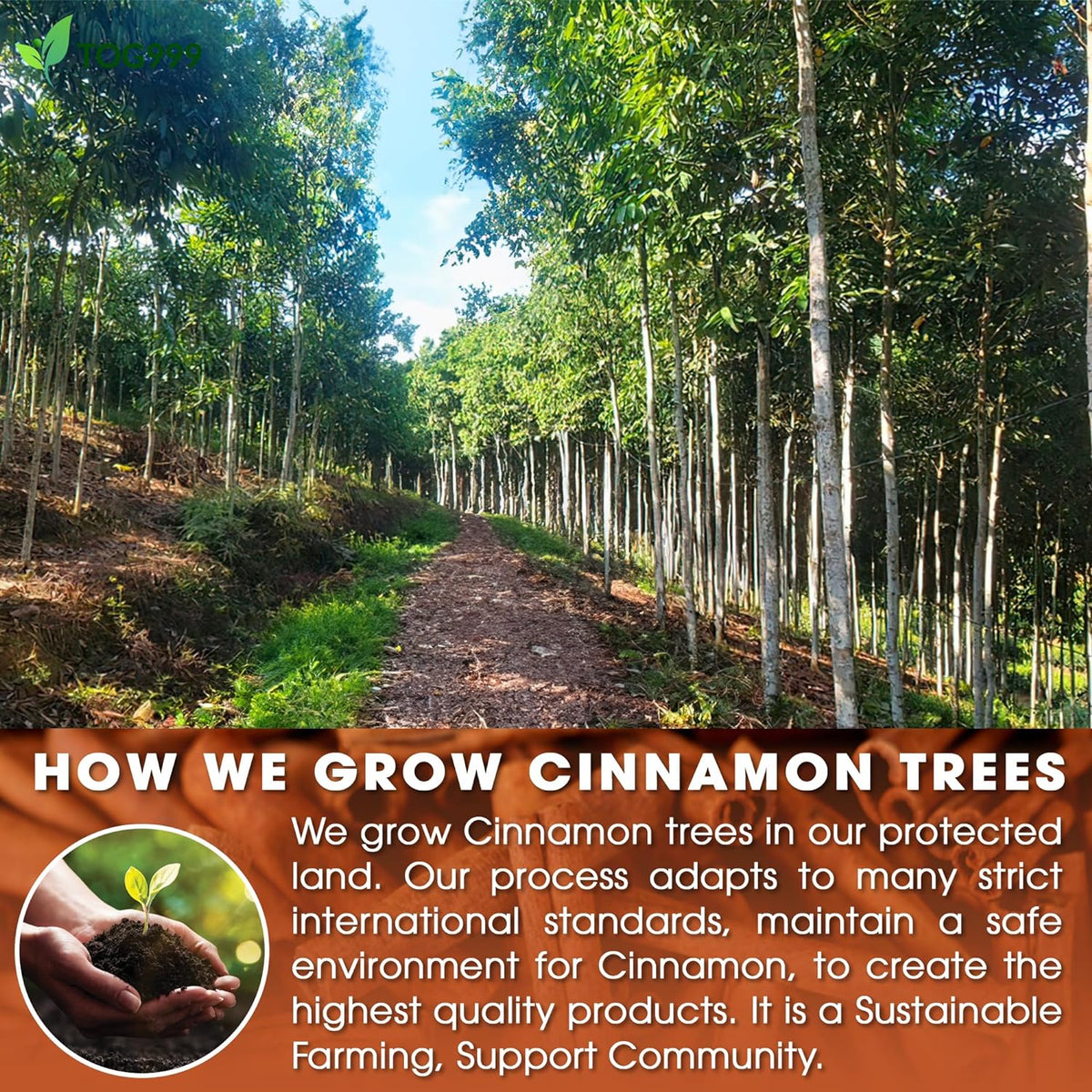 Pure Cinnamon Tea, 100% Natural & Pure Cinnamon. Cinnamon Herbal Tea. Cinnamon Stick Herbal Spice Tea. No Sugar, No Caffeine, No Gluten, Vegan.