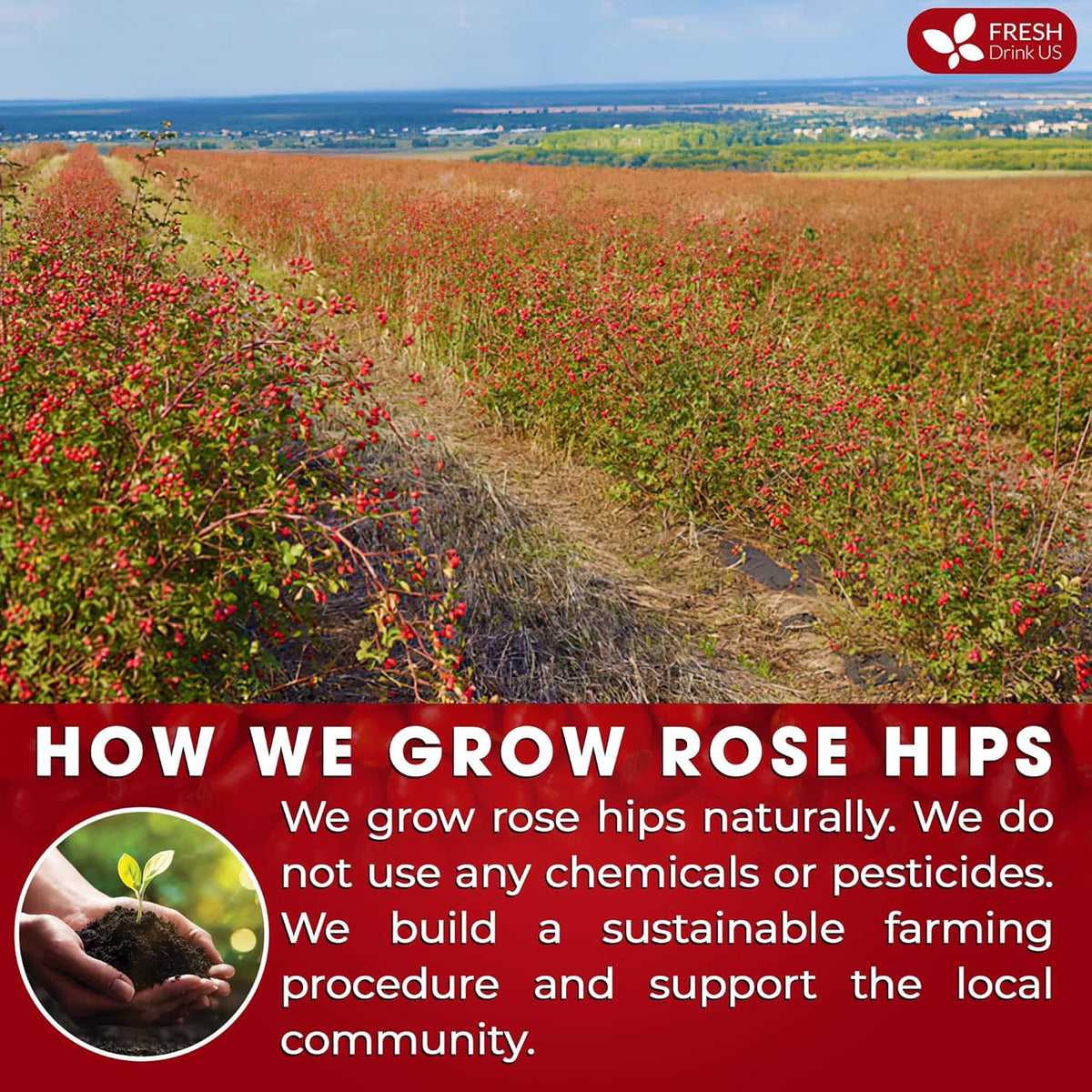 Premium Rosehip Tea Bags, 100% Natural & Pure from Rose Hip Fruits.