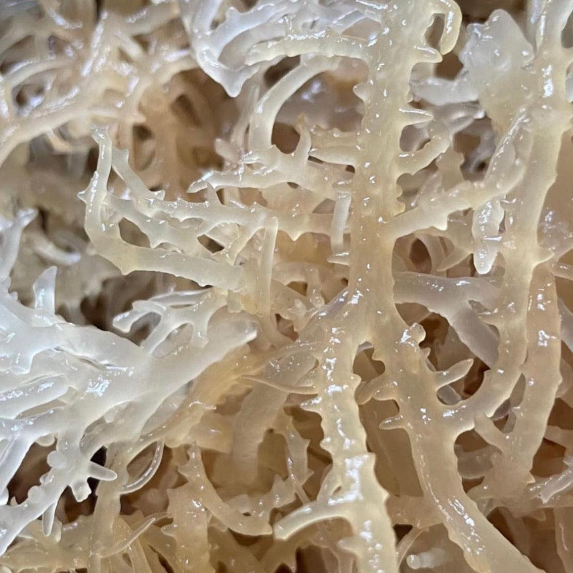 Unscented Sea Moss Soap