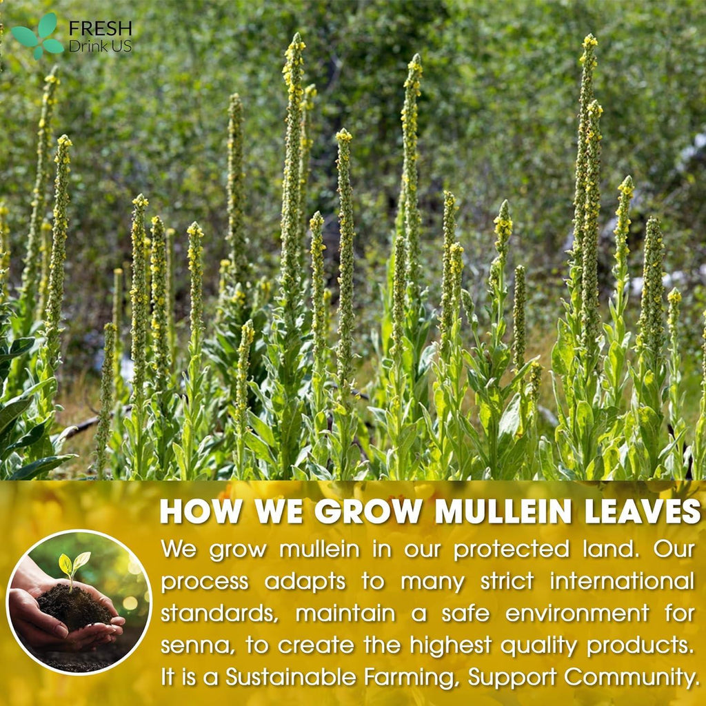 Mullein Leaf Tea Bags, 100% Natural & Pure from Mullein Leaves. Loose Leaf Mullein Herbal Tea. Made with Natural Material Tea Bags. No Sugar, No Caffeine, No Gluten, Vegan.
