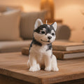 Large Husky Puppy