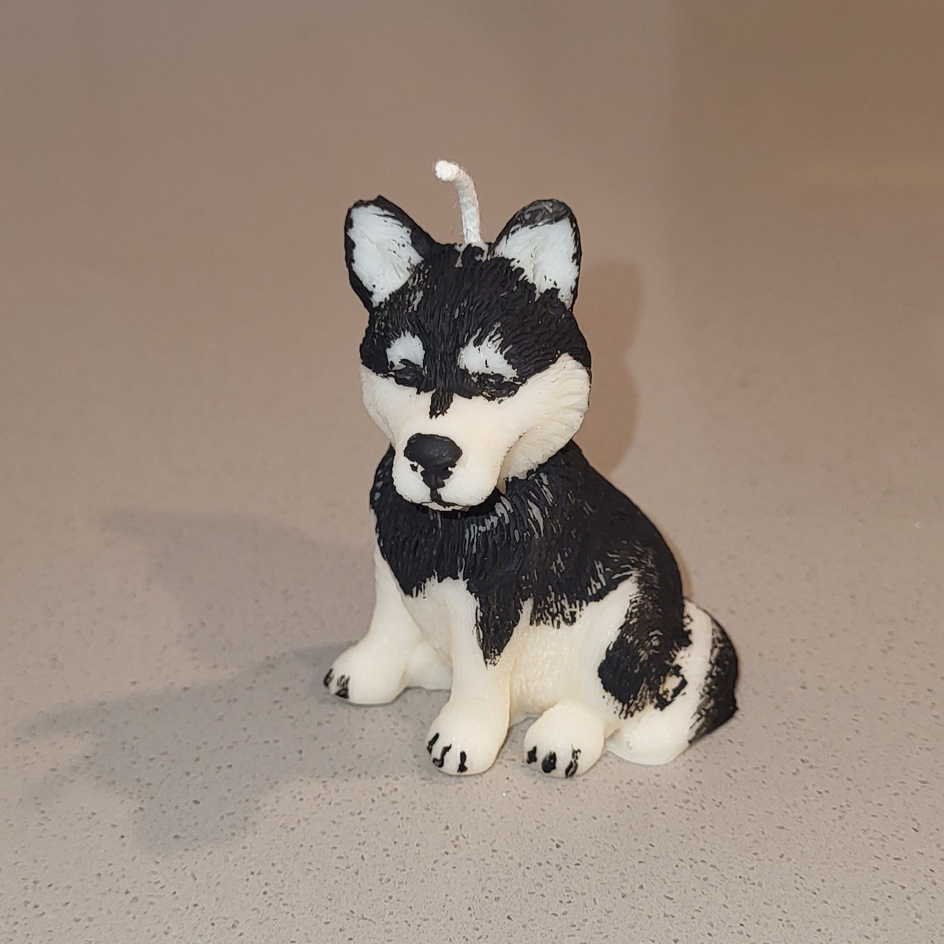 Small Husky Puppy