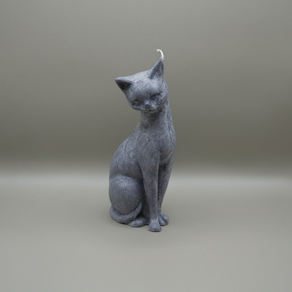 Shy Cat