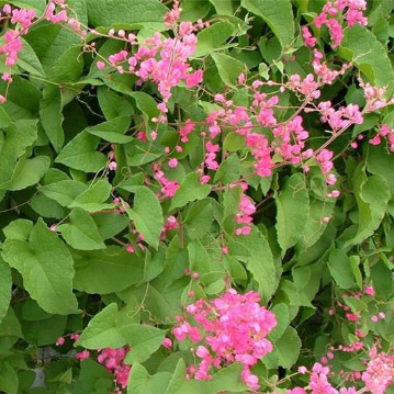 Breathe Easy Herbal Blend for Respiratory Immune Support
