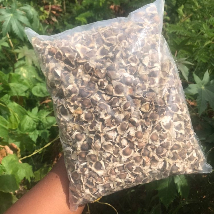 Jamaican Moringa Oleifera Seeds (Raw, Organic)